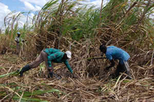 Sugar Cane Field Workers